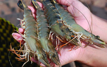 Sau nửa năm làm cổ đông lớn, 1 lãnh đạo của Hùng Vương (HVG) lại đăng ký bán ra gần 37 triệu cổ phiếu HVG