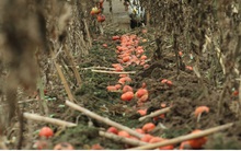 Giá quá rẻ, nông dân Hà Nội vứt bỏ củ cải, cà chua...đầy đồng vì ế ẩm