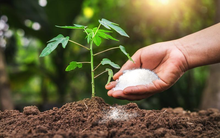 Ngành phân bón ngược dòng thị trường, có cổ phiếu tăng 50% trong một tuần