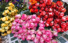 Giá hoa hồng Đà Lạt tăng vọt dịp 8/3