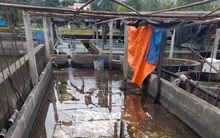 Nguy cơ ngành nuôi cá tầm chết yểu