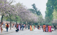 Hà Nội chiều Chủ nhật, dân tình rộn ràng chụp ảnh đông nghịt trên con đường hoa ban tím