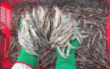 Ngành tôm hấp dẫn đầu tư từ doanh nghiệp