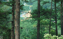 Gần 1 tháng sau thông báo, doanh nghiệp nhựa thông duy nhất trên sàn quyết "chốt" tỷ lệ cổ tức xuống còn hơn 46%