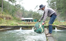 Mối lo từ cá tầm Trung Quốc