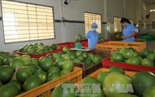 Gian nan quả bưởi Việt Nam sang Nga