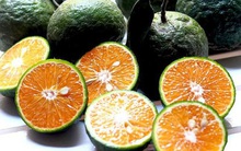 Sự thật về lời đồn "ăn cam sau khi uống thuốc gây ngộ độc"