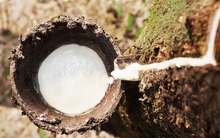 Đầu tư Cao su Đắk Lắk (DRI): Quý 1 báo lãi 16 tỷ đồng trong khi cùng kỳ thua lỗ