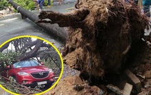 TP.HCM: Cây xanh ngã đổ ra đường, đè trúng tài xế Gojek đang chở khách nữ lưu thông