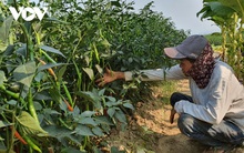 Ớt trĩu quả không ai mua, nông dân Quảng Nam lao đao