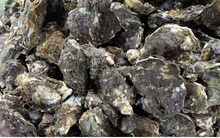 Tìm hướng đưa hàu Vân Đồn đến các thị trường khó tính