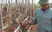 Rớt nước mắt nhìn cà chua rụng đỏ ruộng, không người mua