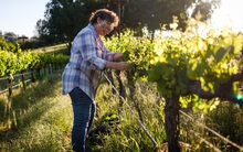 Trong khi rượu vang Úc và Pháp đứng bên bờ vực khủng hoảng, đây là cách người Mỹ thoát hiểm ngoạn mục