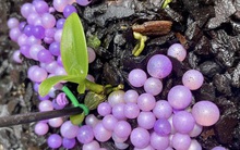 Chủ vườn lan ở Ứng Hòa không bỏ trốn như "lời đồn" trên mạng xã hội