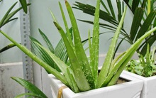 7 loại cây cảnh NÊN đặt trong phòng ngủ vừa tốt cho sức khỏe vừa hợp phong thủy