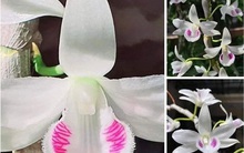 Giới sành lan: Lan đột biến không hiếm, muốn là có ngay vạn cây