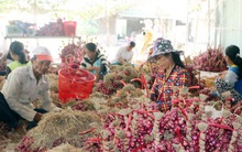 Vì sao giá hành tím ở Sóc Trăng ‘thất thủ’?