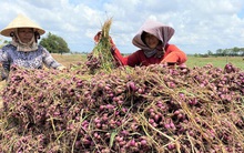 Đã 'giải cứu' được gần 30 tấn hành tím ở Sóc Trăng