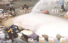 Gạo giá rẻ nhập từ Ấn Độ đang kéo tụt giá gạo xuất khẩu Việt Nam