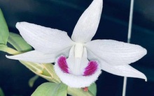 Chủ vườn lan biến mất, khách hàng bỏ nửa tỉ mua lan đột biến khóc ròng