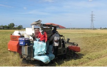 Vụ lúa Đông Xuân được mùa, được giá, nông dân Bình Định phấn khởi