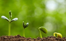 Tự sự của một người trồng rau mầm và bài học thấm: Đừng vội nhìn vào thành tựu của người khác mà nghĩ rằng mình thất bại!