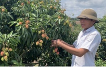 Trồng vải trên đất cằn cho thu nhập nửa tỷ đồng mỗi ha