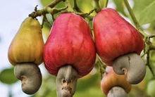 Ngành điều khó chồng khó khi giá nguyên liệu giảm và xuất khẩu chậm lại