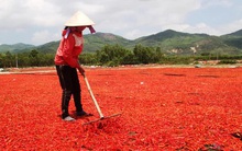 Ớt rớt giá 50 lần, bán 1kg không mua nổi gói mì tôm