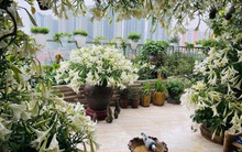 Hoa loa kèn vào mùa giá siêu rẻ, 'mãn nhãn' khu vườn nghìn bông đua nở