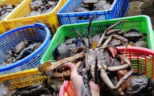 Nông dân phấn khởi khi giá nhiều loại hải sản tăng cao