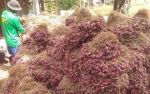 Hành tím khô rớt giá kỷ lục, bán 1 kg không đủ mua ổ bánh mì không