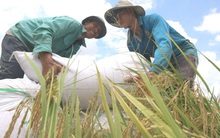 Mạnh tay chi quảng cáo, khuyến mại, lợi nhuận quý 1 của Lộc Trời phục hồi mạnh lên 182 tỷ đồng