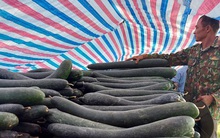 Hàng trăm tấn bí xanh nằm ruộng, nông dân 'đỏ mắt' chờ thương lái