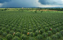 Tìm lối ra cho thanh long Bình Thuận