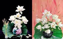 Mê mẩn hương hoa, mẹ đảm Hà Nội kỳ công đặt mua loài sen Đế Vương tận xứ Huế và tiết lộ bí kíp chơi hoa bền đẹp