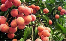 Nhật Bản ủy quyền Việt Nam giám sát vải thiều xuất khẩu