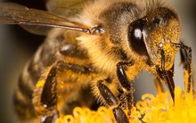 Ong có thể phát hiện người dương tính với COVID-19 chỉ trong vài giây, thậm chí cả khu vực có virus SARS-CoV-2 trong không khí