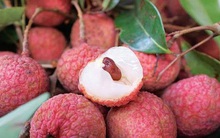 Vải thiều Hải Dương lần đầu lên sàn TMĐT: Giá 150.000 đồng/kg, giao tới tay khách trong vòng 4h, mở bán 1 ngày đã hết hàng