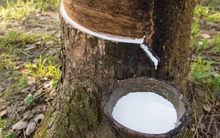Xuất khẩu cao su tăng gần gấp đôi, dự báo sẽ còn tăng tiếp