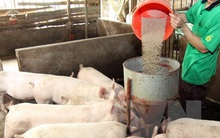 Giá thức ăn chăn nuôi tăng mạnh