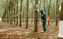 Cao su Đồng Phú (DPR) đưa gần 3 triệu cổ phiếu quỹ ra bán