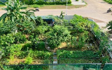 "Nông trại" rộng 300m² đẹp như cổ tích với đủ loại hoa và rau quả của mẹ 4 con ở Móng Cái, Quảng Ninh