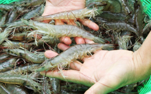 Camimex (CMX) chào bán 30 triệu cổ phiếu cho cổ đông hiện hữu, tăng vốn điều lệ gấp đôi