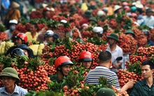 Xoài, vải, mận... "vượt bão" COVID-19