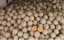 Giá dưa lưới giảm một nửa khó tiêu thụ, nông dân Bình Dương cầu cứu