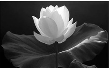 Mẹ về nơi chín suối, 2 vợ chồng bác sĩ không thể chịu tang vì chống dịch COVID-19