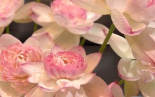 Hoa sen ngàn cánh tiếp tục gây sốt đầu hè, hội chị em ráo riết lùng mua dù giá đắt đỏ