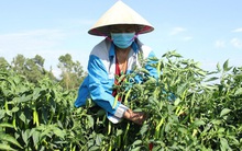 Ớt ế ẩm, nông dân 'cay mắt'