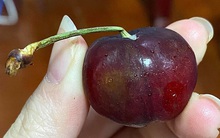 Khách hàng tố chuỗi F. bán hoa quả mốc, hỏng, dịch vụ đổi trả kém, cộng đồng mạng lên tiếng: Thế này bao giờ mới thành kì lân?